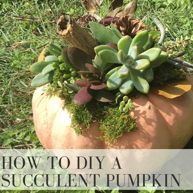 How to Create a Stunning DIY Succulent Pumpkin