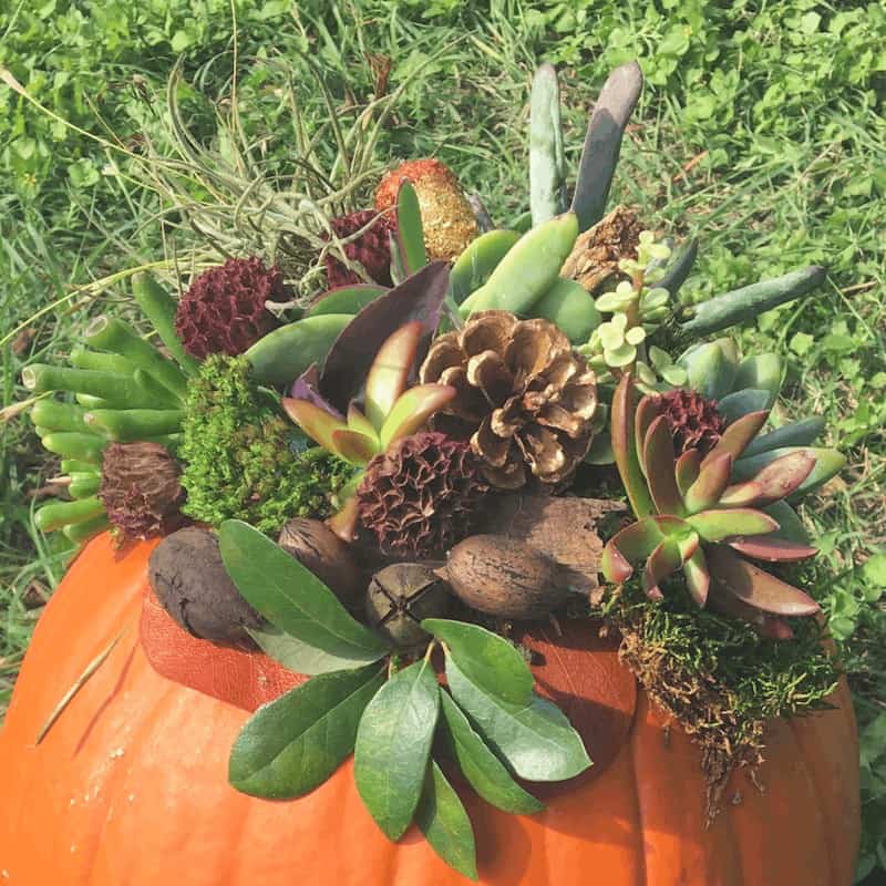 Seeds and Pods look beautiful with our DIY Succulent pumpkin 
WildflowersAndWanderlust.com