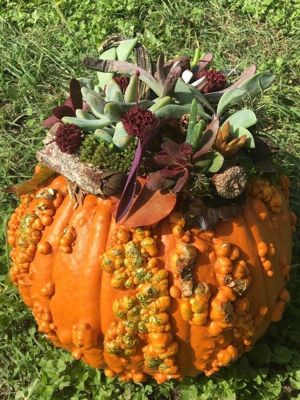 15 Beautiful Halloween Pumpkin You Won’t Have to Carve