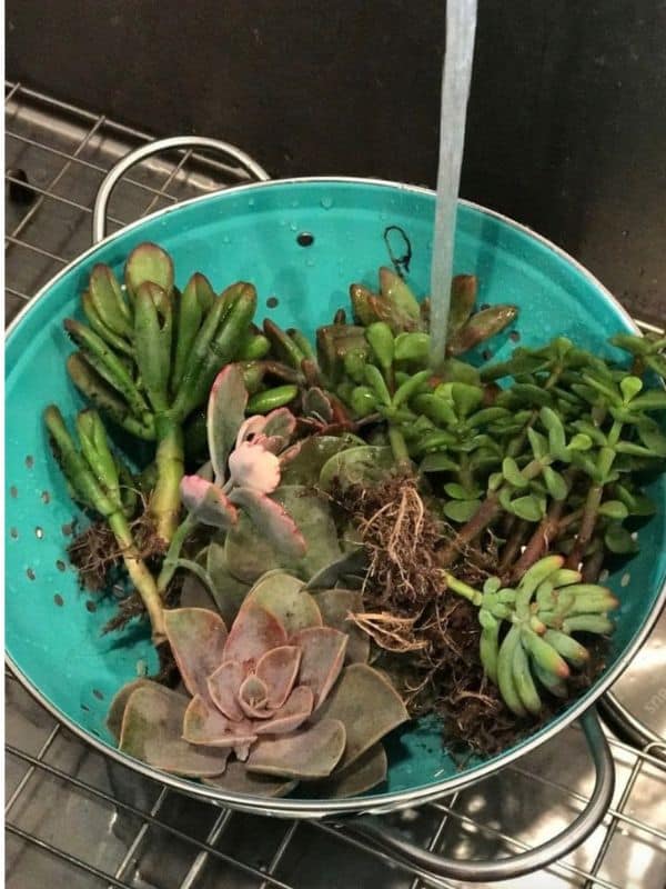 Be sure to rinse your succulents to get them prepared for their new homes | WildflowersAndWanderlust.com