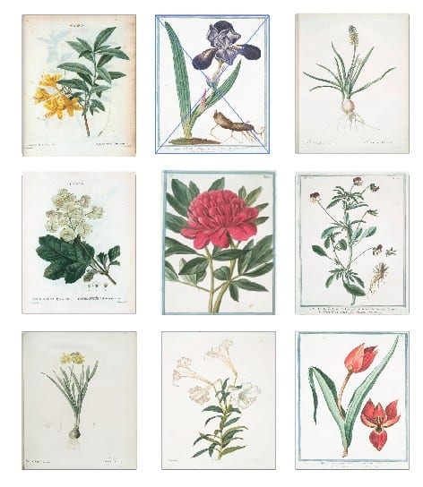 11 Vintage Flower Prints For Your Awesome Walls