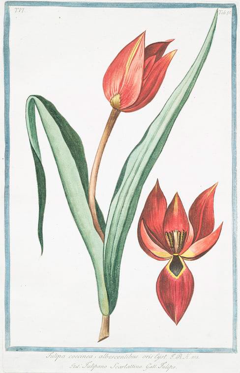 Vintage Tulip Print from the New York Public Library featured on WildflowersAndWanderlust.com