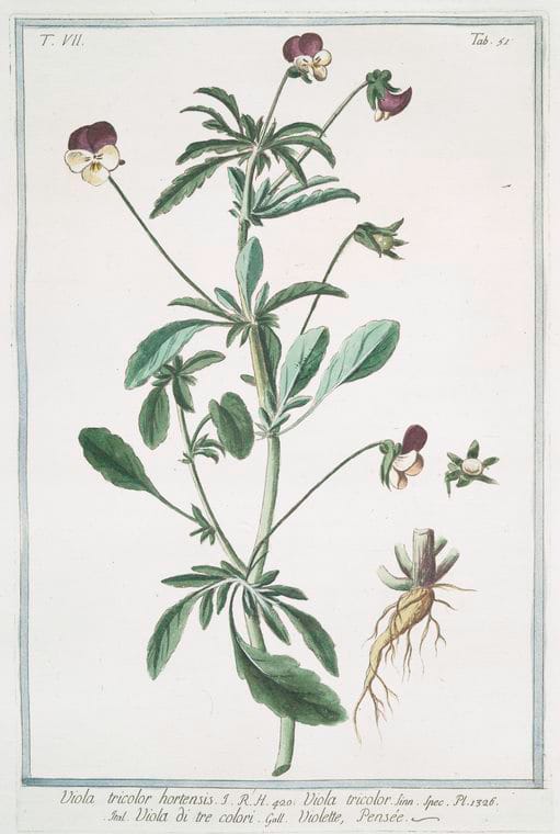 Violet Art Print from the New York Public Library featured on WildflowersAndWanderlust.com