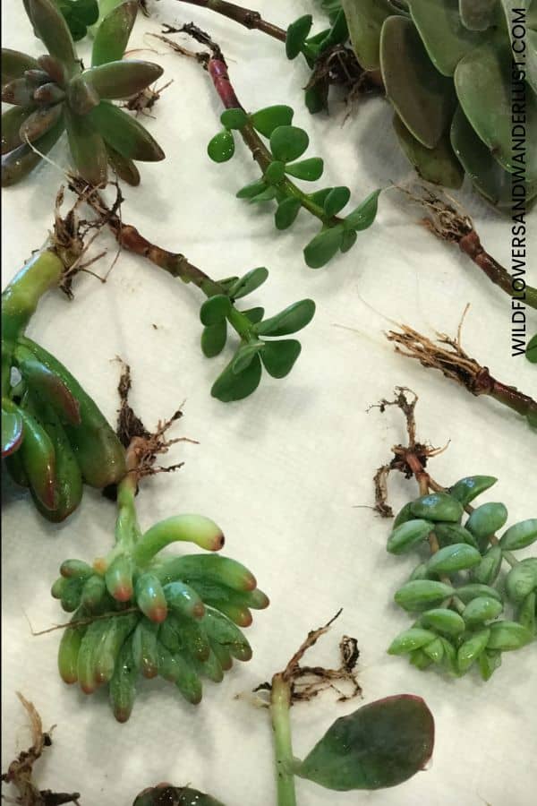 Succulents that are separated and ready for placement | WildflowersAndWanderlust.com